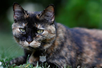 Россия изучит возможность заражения коронавирусом от кошек